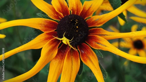 A yellow spider (Misumena vatia) lies in wait on a vibrant Rudbeckia (Rudbeckia) flower in cinematic close-up 4K