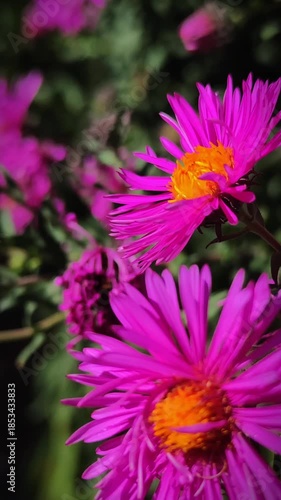 A butterfly of the family Pieridae sits on a perennial aster flower on a sunny summer day, cinematic close-up 4K
