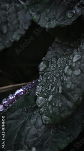 Large drops of water after early morning rain on green plant leaves, cinematic close-up 4K