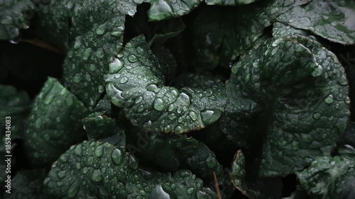 Large drops of water after early morning rain on green plant leaves, cinematic close-up 4K