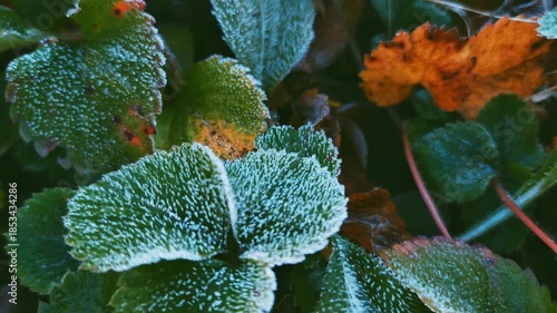 White frost on green and yellow strawberry leaves early morning cinematic close-up 4K top view