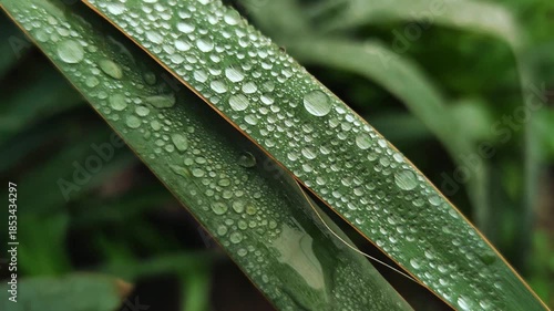 Large drops of water after early morning rain on green plant leaves, cinematic close-up 4K