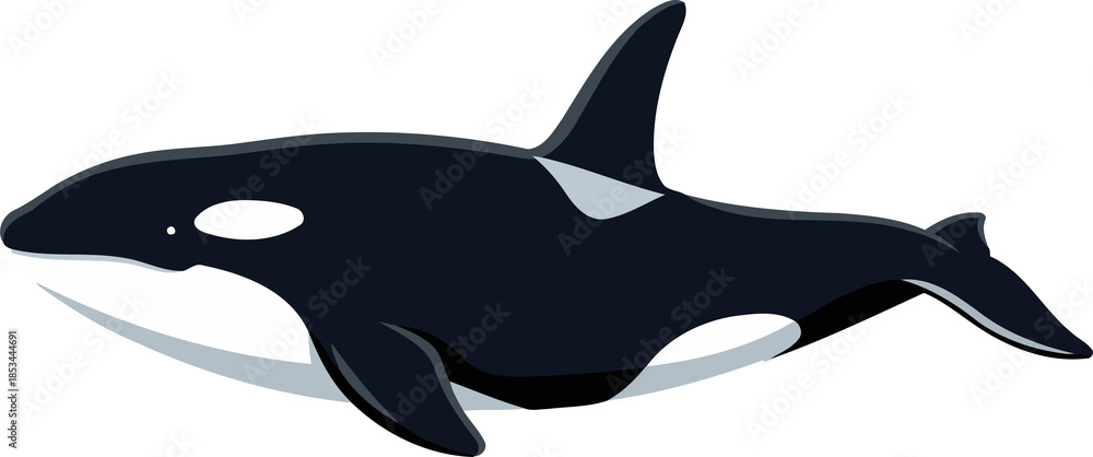 Fototapeta premium Killer Whale, Orca - Animal Character Illustration Isolated on Transparent Background