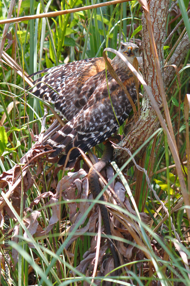 Fototapeta premium Red-shouldered Hawk (Buteo lineatus) with a captured snake in the Everglades National Park Florida