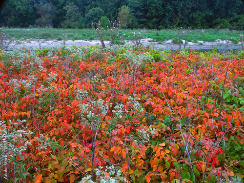 Northern Illinois Nature Landscape