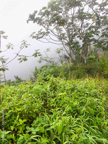 Foggy Puerto Rico Rainforest Scene