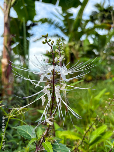 Fotografie Close up of cat whiskers plant flower or kumis kucing or Orthosiphon stamineus,