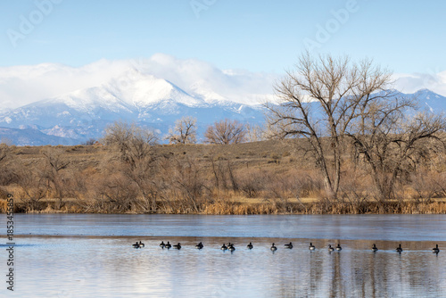 Canadian Geese wade in the St Vrain River with a snow capped Longs Peak in the background