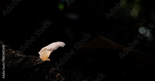 Bilde på lerret Hongo blanco solitario emergiendo de madera oscura en bosque natural