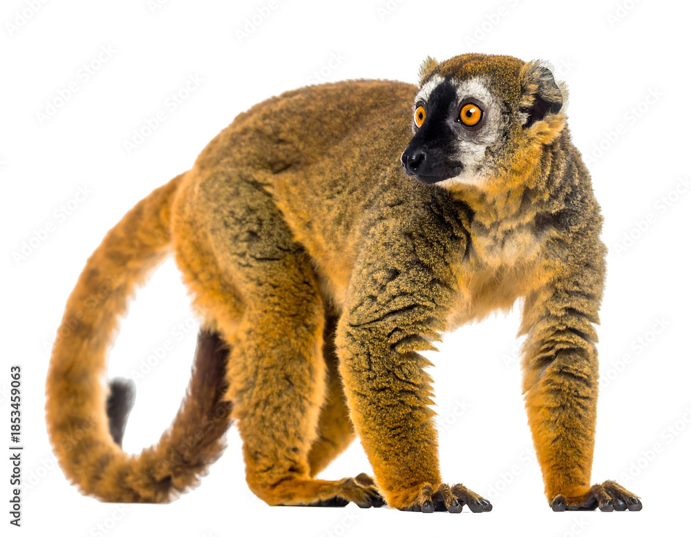 Fototapeta premium A close-up studio shot of a lemur with brown fur and striking orange eyes, standing and looking towards the right side