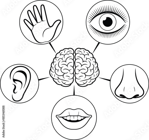 Human brain with five senses icons illustrating perception touch sight hearing smell and speech concept vector illustration for education design