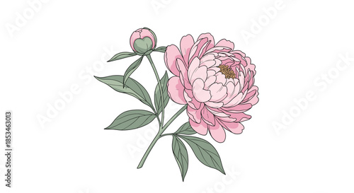 A delicate pink peony flower with a bud and green leaves is illustrated on a white background.