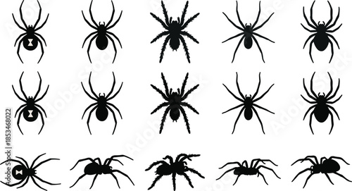 Spider silhouettes vector set detailed arachnid poses isolated on white background illustration for halloween horror wildlife nature design projects