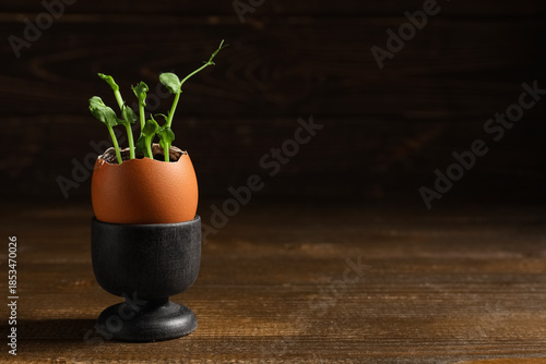 Egg shell with seedlings on...