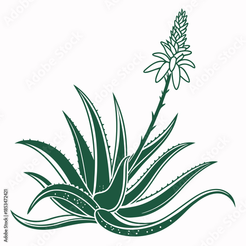 Aloe Vera Plant Minimal Vector  Pure White Backgro (1) Vector Illustration