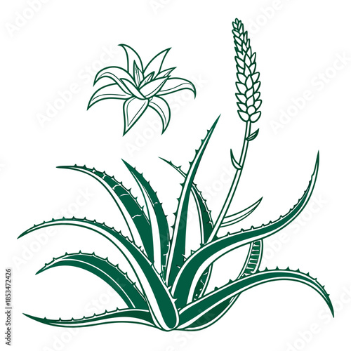 Aloe Vera Plant Minimal Vector  Pure White Backgro (3) Vector Illustration