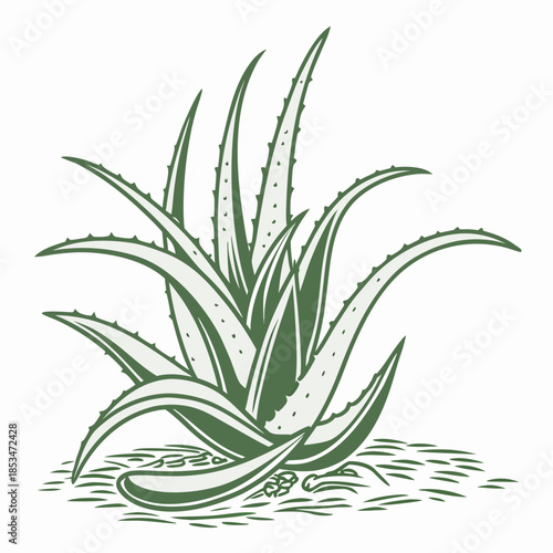 Aloe Vera Plant Minimal Vector  Pure White Backgro (2) Vector Illustration