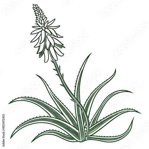 Aloe Vera Plant Minimal Vector  Pure White Backgro Vector Illustration