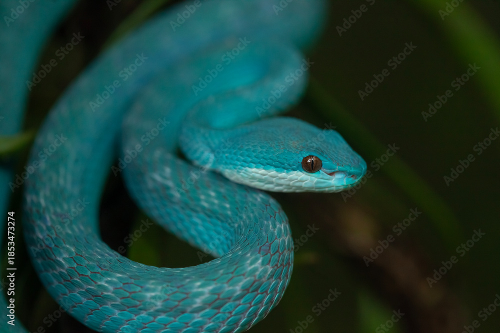 Fototapeta premium A poisonous snake of the viper type called blue insularis