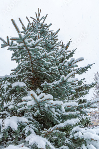 Snow Covered Fir Tree Branches in Winter
