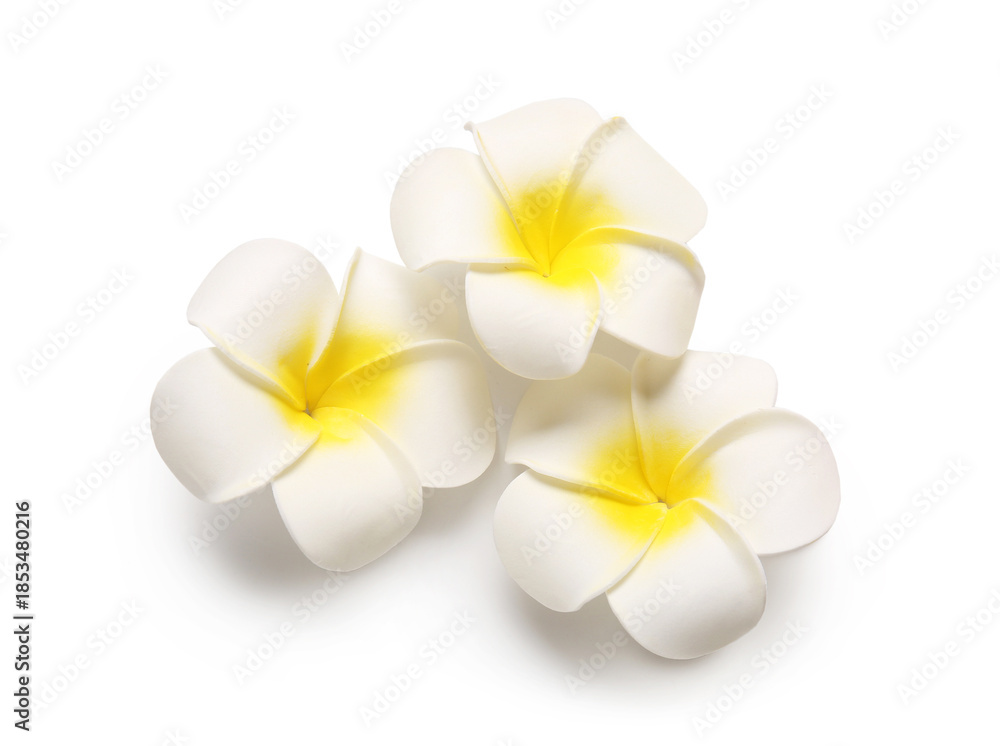Naklejka premium Beautiful plumeria flowers on white background