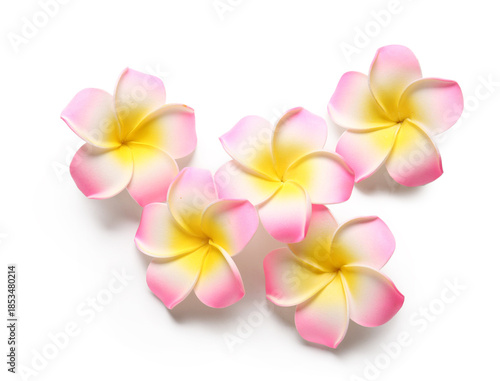 Many beautiful pink plumeri...