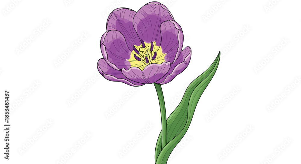 Obraz premium Single purple tulip flower with detailed petals and a green stem standing elegantly against a white background in a botanical style.