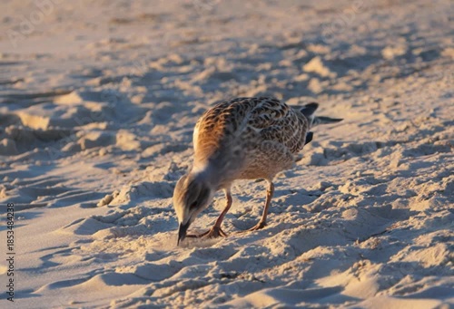 Seagull standing on a sandy beach in bright sunlight bird avian