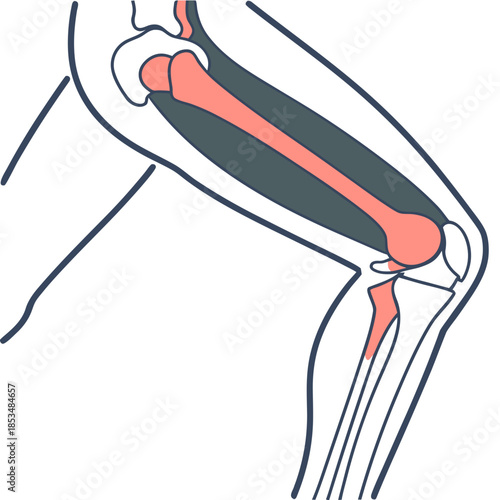 Anatomical Illustration of a Human Knee Joint