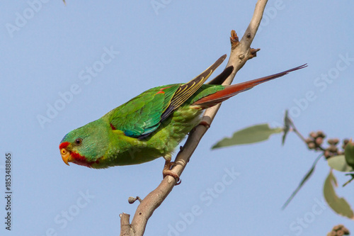 Australian Critically Endangered Swift Parrot