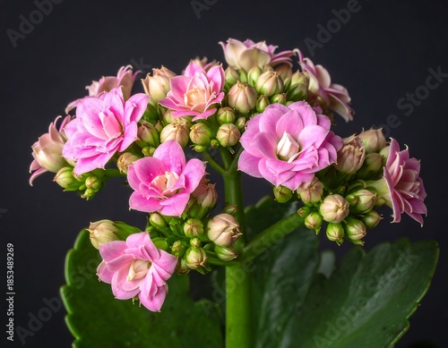 Close-up of delicate pink flowers with vibrant green leaves