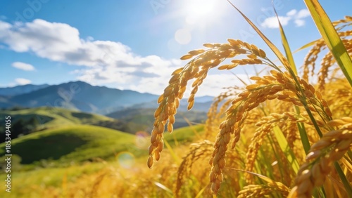 Golden rice ears sway in a sunlit field with rolling hills and distant mountains under a bright blue sky.