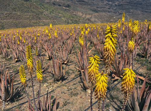 Field of blooming aloe vera plants with bright yellow flowers in a dry mountainous landscape.