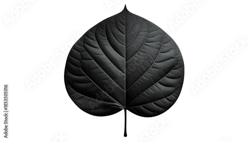 A close-up of a symmetrical black leaf with detailed veins against a stark black background