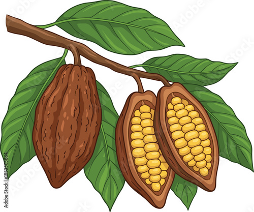 Cocoa Pods and Leaves on a Branch with One Pod Split Open cacao bean