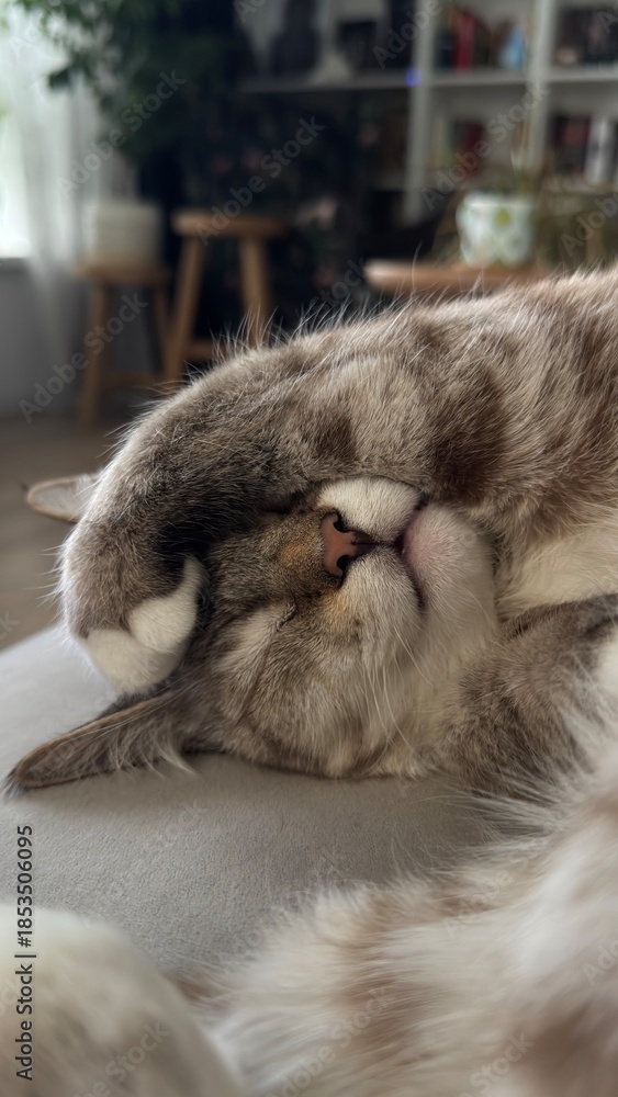 Obraz premium A cute domestic cat is fast asleep, covering its face with a white paw. This adorable, relaxed pose in a cozy indoor setting captures a moment of peace and comfort, perfect for pet-related content.