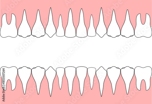 Human Teeth Anatomy Diagram Showing Upper And Lower Jaw Gums Dental Medical Illustration
