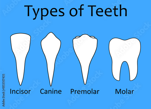 Types Of Human Teeth Anatomy Vector Drawing For Dental Medical Health Designs
