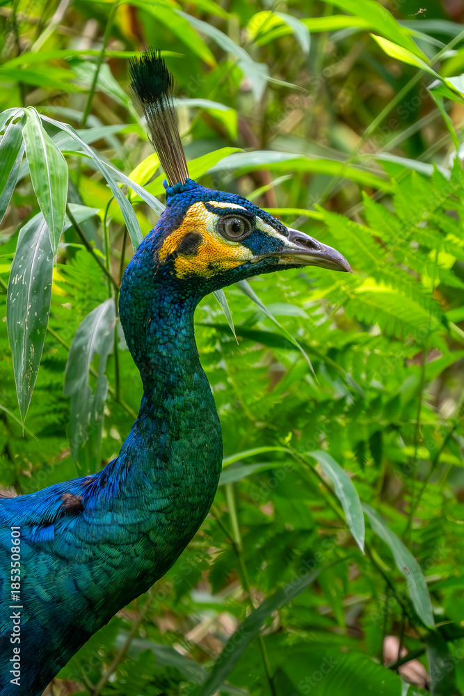 Obraz premium Green Peafowl - Pavo muticus, beautiful large ground bird from the bushes and woodlands of Southeast Asia, Vietnam.