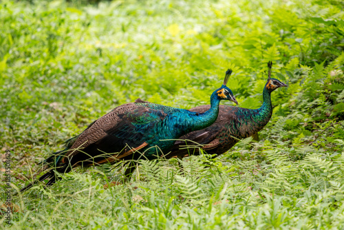Green Peafowl - Pavo muticus, beautiful large ground bird from the bushes and woodlands of Southeast Asia, Vietnam.