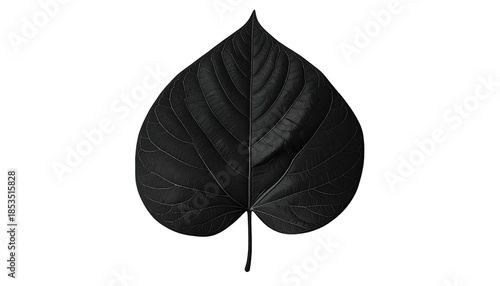 A monochromatic image of a large, heart-shaped leaf on a black background