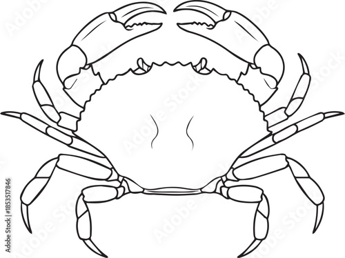 Crab from the front with claws and legs crustacean seafood ocean animal