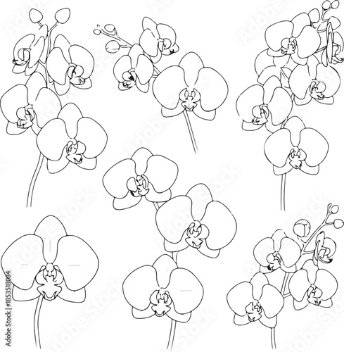 Multiple orchid flower line on white background flowers line white background floral plant