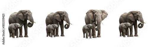 Set of African Elephants, Transparent Background, PNG, Oil Paint