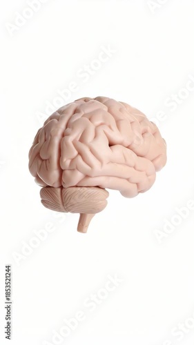 Human brain anatomical model featuring cerebrum, cerebellum and brainstem isolated on white studio backdrop.