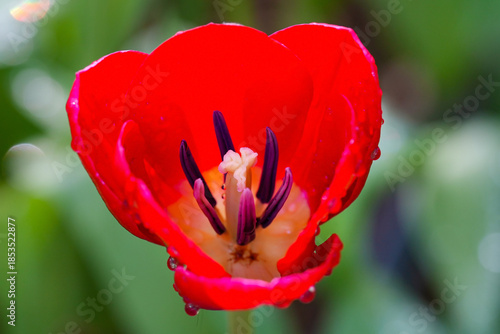 Bild auf Leinwand Red tulip stamen close up, red tulip stamen close up macro, red tulip stamen clo