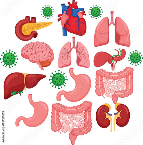Human internal organs, anatomy illustration, virus impact health, medical concept, colorful design, disease awareness, biology education flat vector