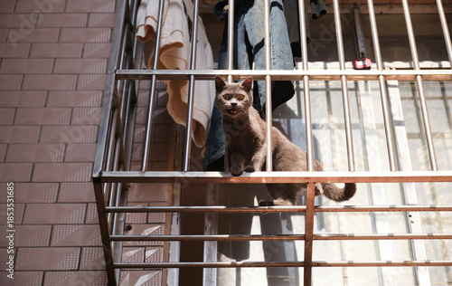 A blue cat in a protective cage outside the window of the balcony