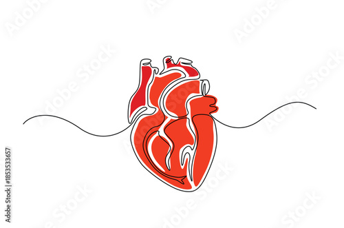 Continuous one line drawing of Human Anatomical Heart with Red Color Accent. anatomical human heart organ illustration. Editable vector.