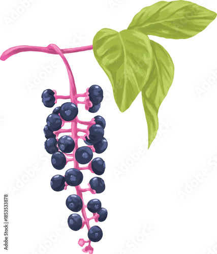Pokeberry Botanical Painting Wild Berry Botanical Art